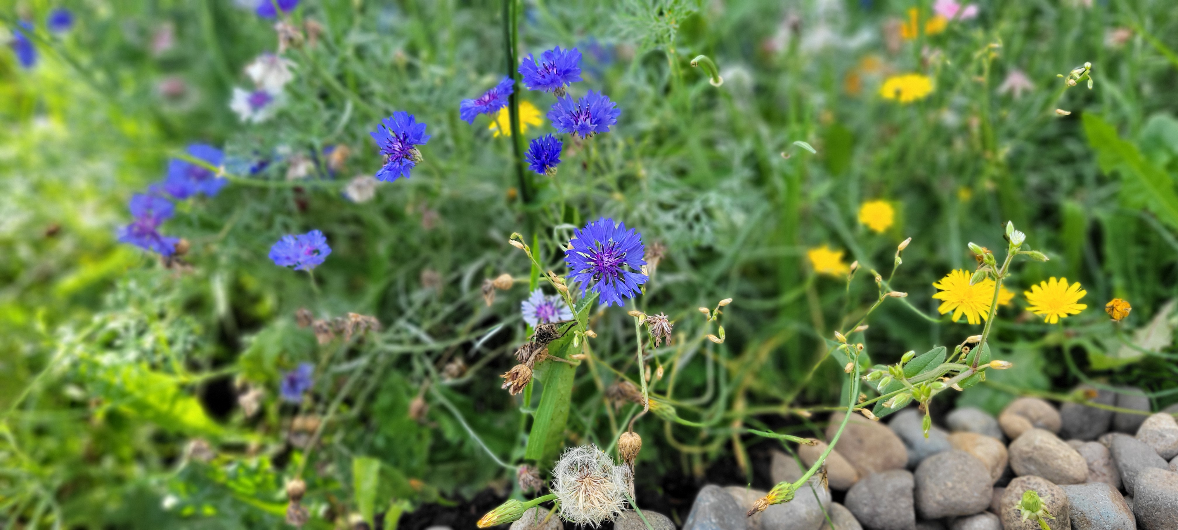 there may or may not be a bee in here